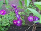Purple Skyliner