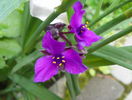 tradescantia Concord Grape