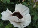 papaver or. Snow Goose