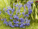 veronica prostrata