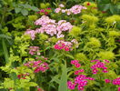 dianthus barbatus