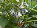 amsonia tabernaemontana