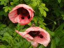 papaver or. Pizzicato