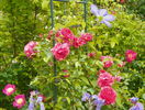 Rosarium Uetersen