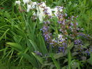 salvia purpurea