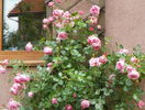 Coral Dawn