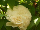 Sombreuil