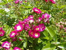 Perennial Blue