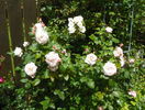 Rose de Tolbiac