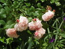 Rose de Tolbiac