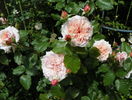 Rose de Tolbiac