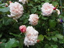 Rose de Tolbiac