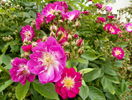 Perennial Blue