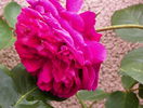 Falstaff