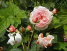 A Shropshire Lad