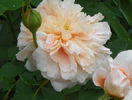 Tea Clipper