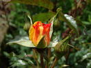 DSC07422