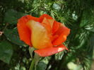DSC07460