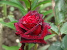 DSC07370