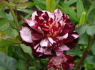 DSC07440