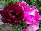 DSC00179