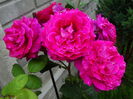 DSC00193