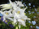 Aquilegia White (2016, April 29)