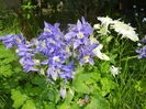 Aquilegia_Columbine (2016, April 29)