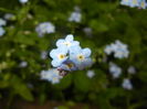 Myosotis alpestris (2016, April 29)