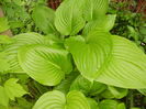 Hosta_Plantain Lily (2016, May 02)