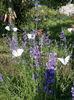 lavanda si fluturasi