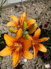 IMG_07062016_111931