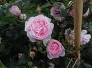 Scepter d'Isle