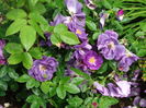 DSC07355