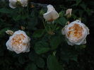 Jane Austin