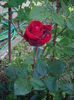 IMGP9477