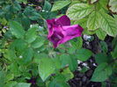IMGP9487