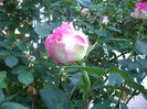 IMGP9525