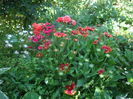IMGP9555