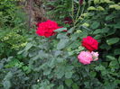 IMGP9586