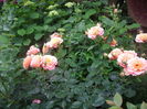 IMGP9588