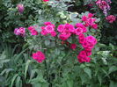 IMGP9594