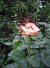 Imperatrice Farah