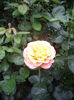 IMGP9596