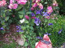 IMGP9682