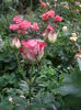 IMGP9717