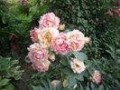 Rose de Cisterciens