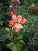 IMGP9742