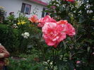 IMGP9743