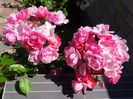 DSC00359